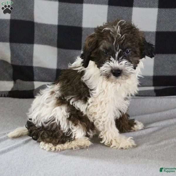 Bentley, Portuguese Water Dog Mix Puppy